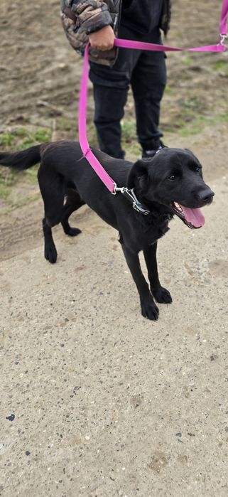 Labubu w typie Labradora