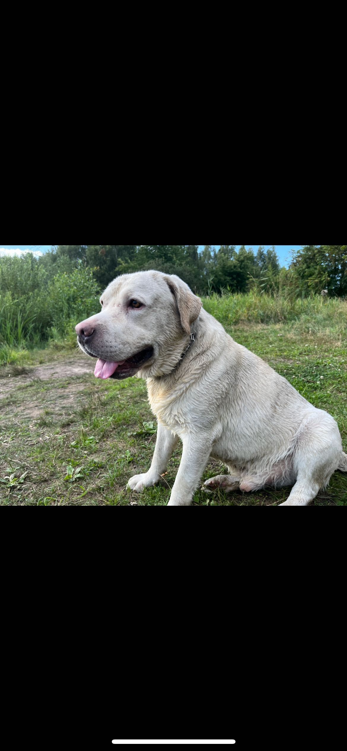 cudowny labrador o wielkim sercu szuka nowego, kochającego domu