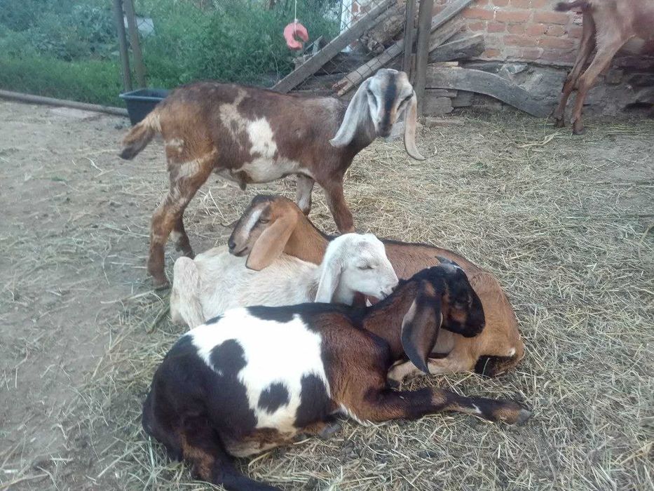 Козлики англо-нубийские