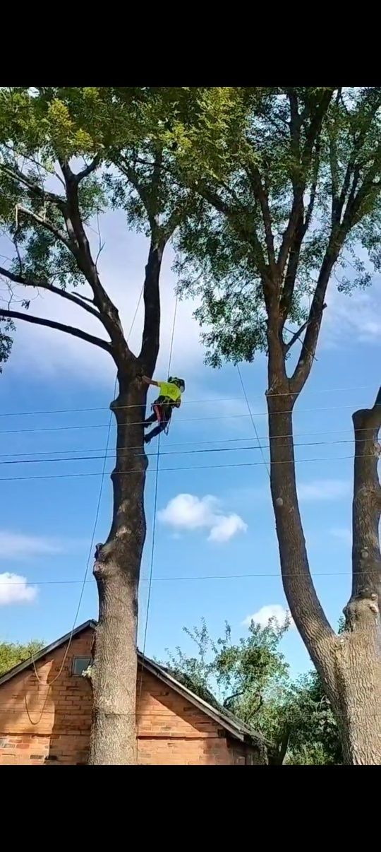 Спилить дерево частями