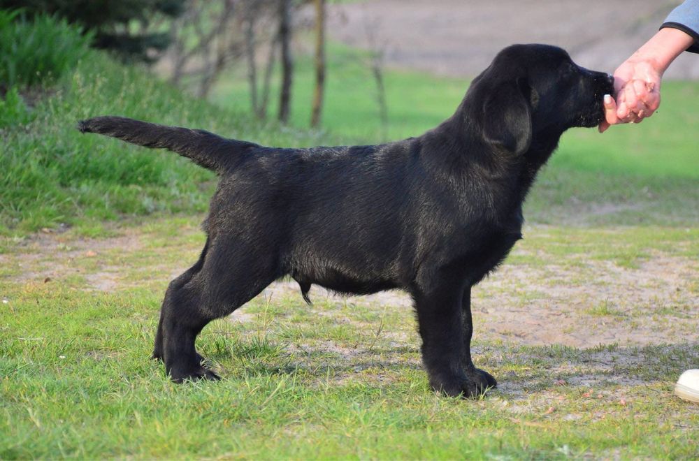 Щенок лабрадор ретривер!