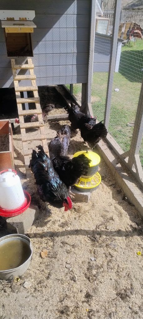 Jaka lęgowe australorp czarny