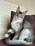 Harley-kocurek Maine Coon