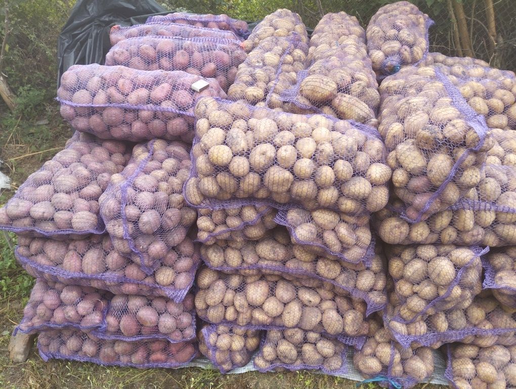 Продам картоплю дуже вкусна
