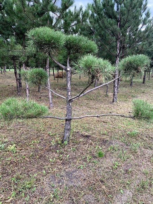 Нівакі з сосни кримської та звичайної