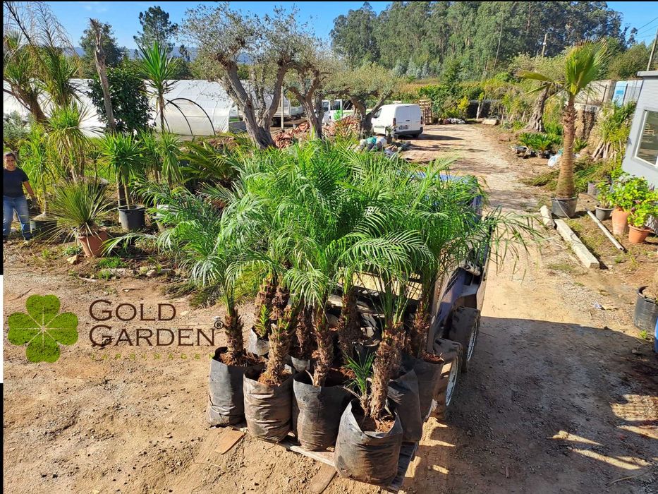 Palmeiras Phoenix várias alturas disponíveis!