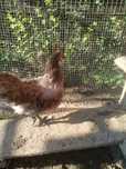 Koguty i pary rasy Australorp