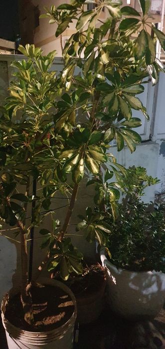 Planta  para jardim