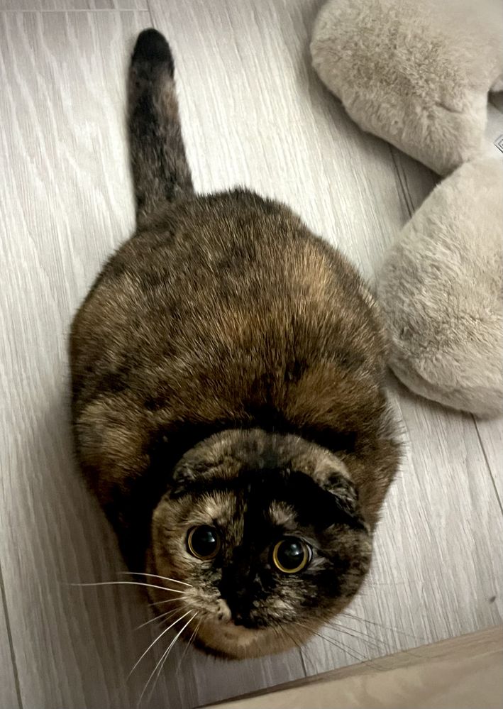 Шотландская вислоухая кошка в хорошие руки