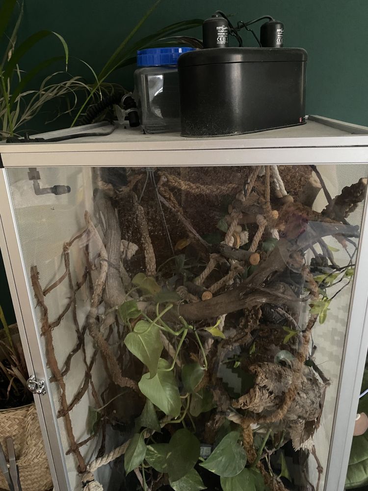 Terrarium z wyposażeniem dla kameleona