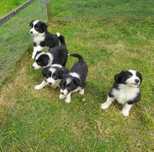 Border collie samiczka 7 tygodniowa z rodowodem