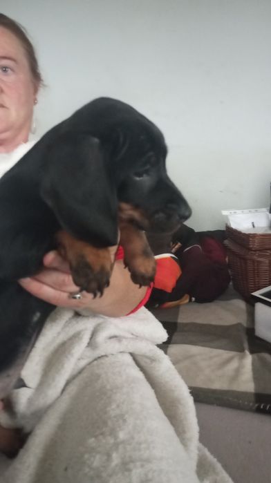 Jamnik piesek czarno podpalany