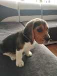 Beagle szczenięta