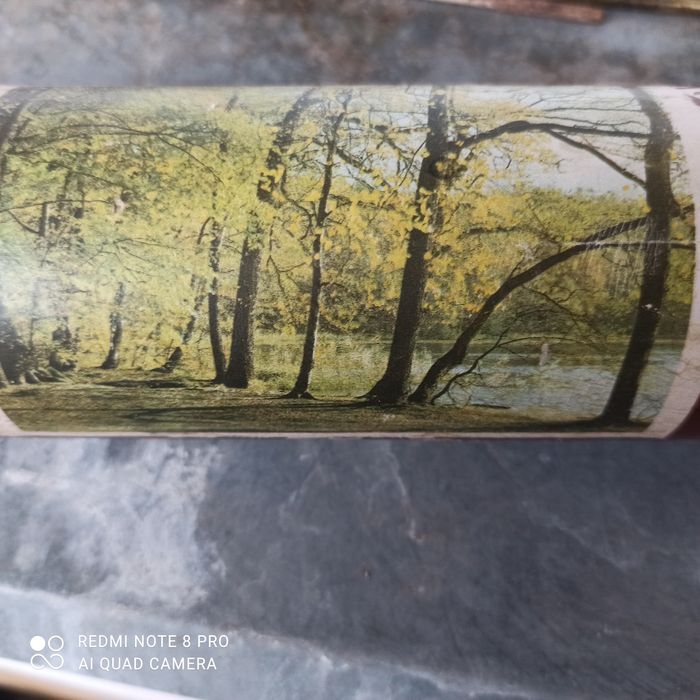 Fototapeta krajobraz leśny.