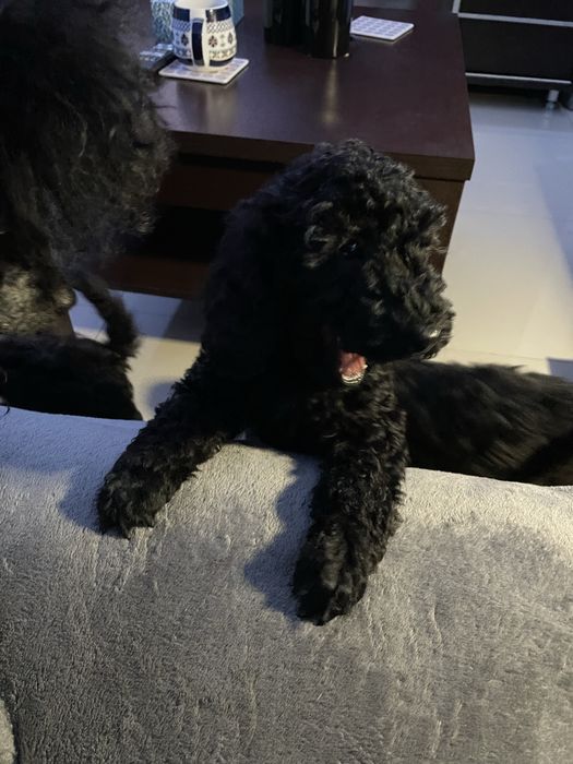 Pudel Miniaturowy piesek Dragon