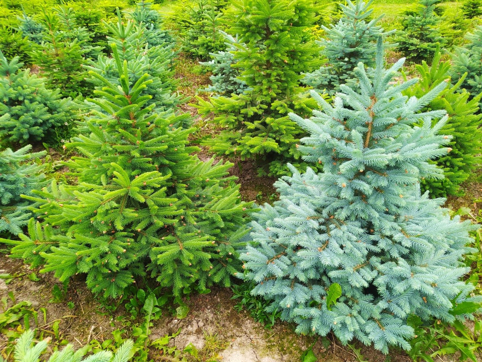 Świerk srebrny, kłujący kopany z gruntu z własnej plantacji, żywopłot