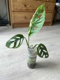 Monstera Adansonii Mint sadzonka dwuwęzlowa ukorzeniona