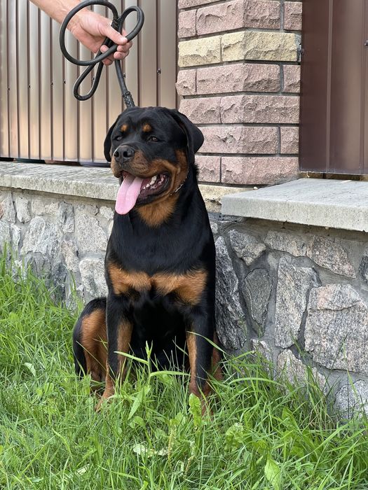 Цуценята ротвейлера від ТОП батьків