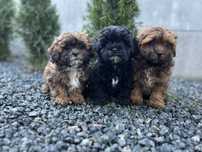 Shih-poo wyjatkowej urody z Rodowodem