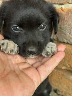 Szczeniak do adopcji
