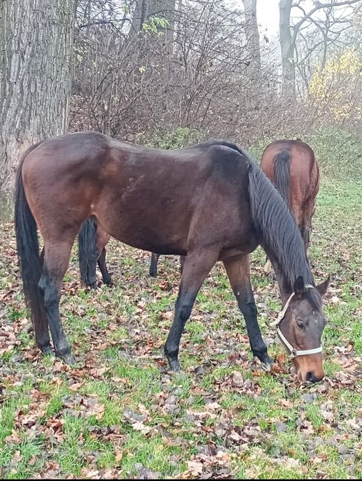 Klacz 7 letnia na sprzedaz