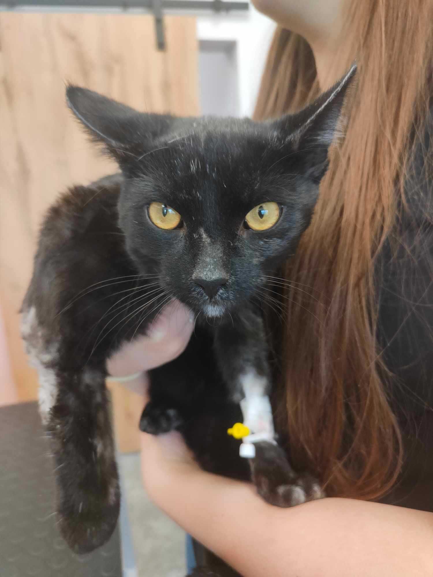 MIODZIK - dymny kotek do adopcji, piękny!