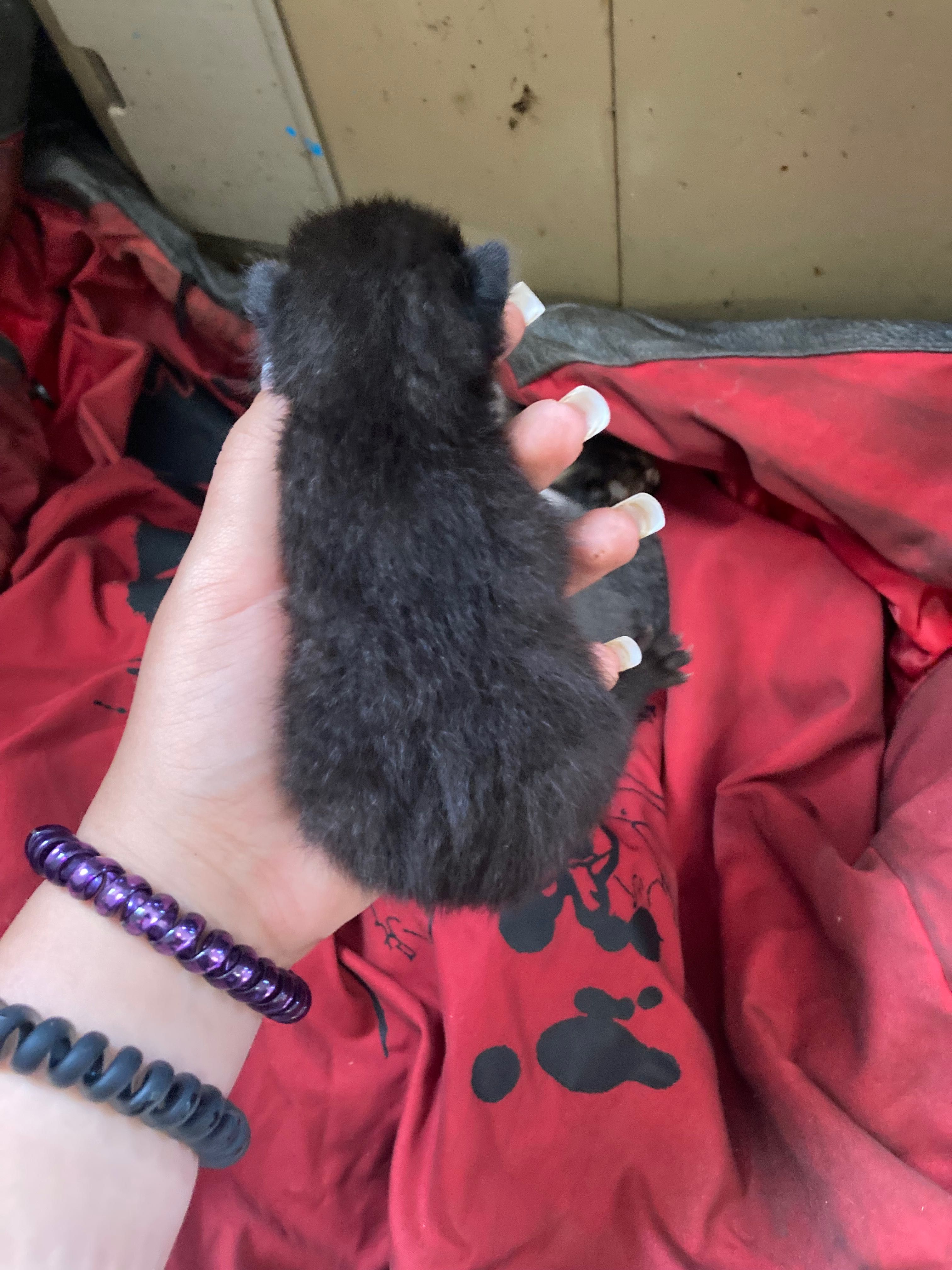 Кошенята шукають родину