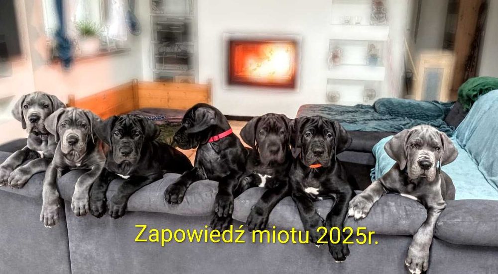 Zapowiedz miotu 11.2025 wyjątkowa para FCI