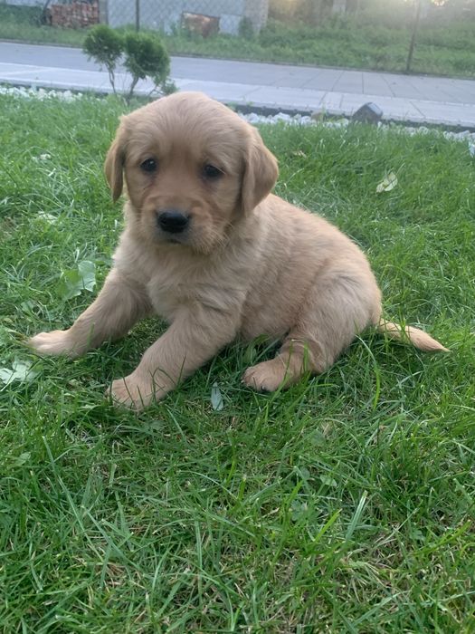 Szczeniak Golden Retriever