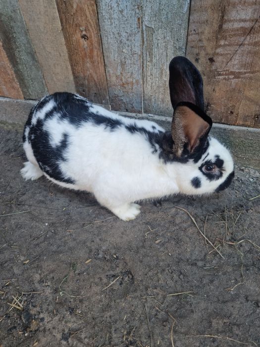 Królik - Belg/Srokacz