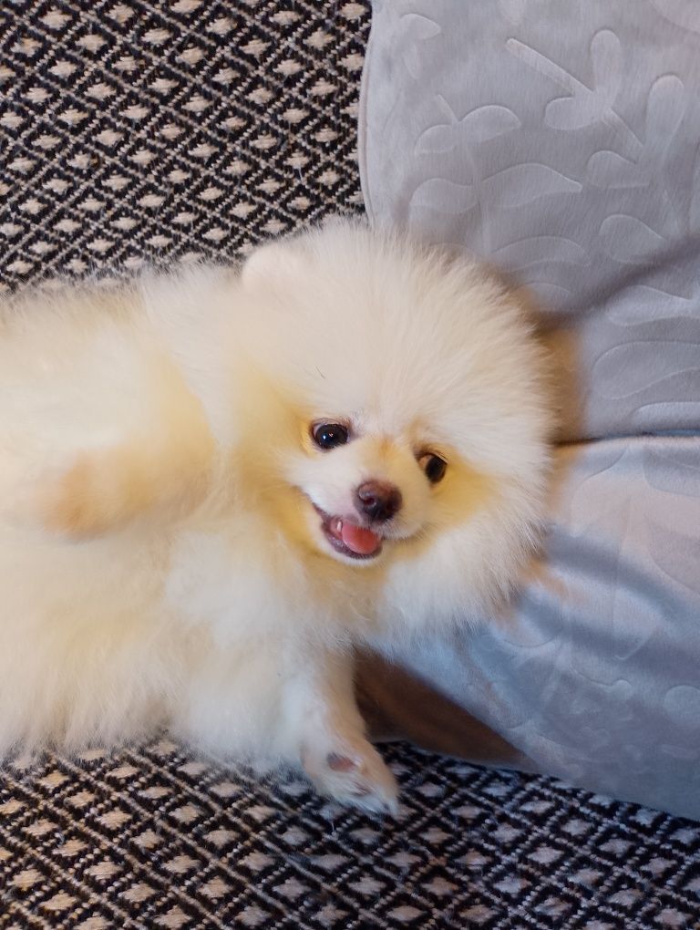 Szpic Miniaturowy Pomeranian Suczka