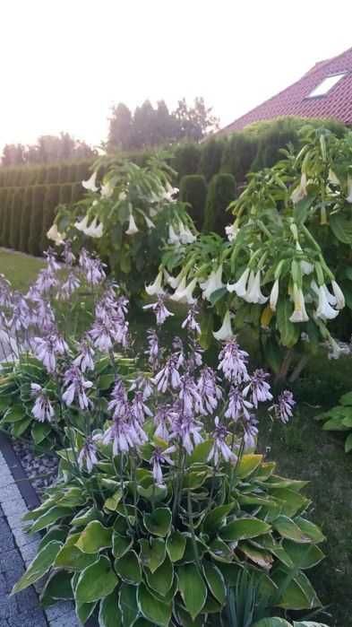 Datura,Burgmansja,rozsady
