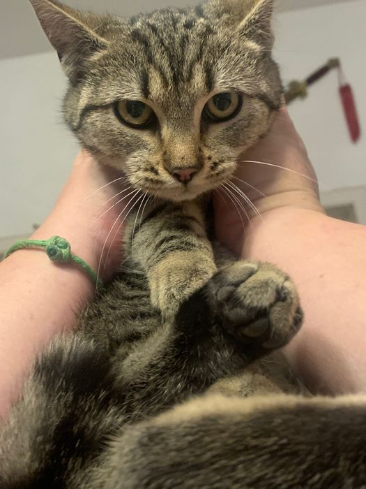 4-5 miesięczna kotka szuka domu niewychodzącego