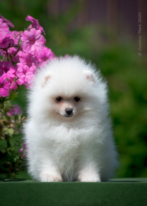 Щенки Шпиц мини-мишка до 2 кг.