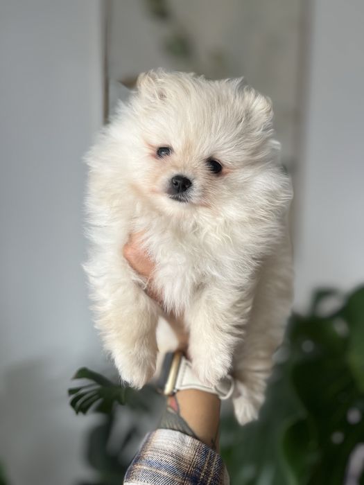 Szpic miniaturowy, pomeranian suczka do odbioru od 20.11