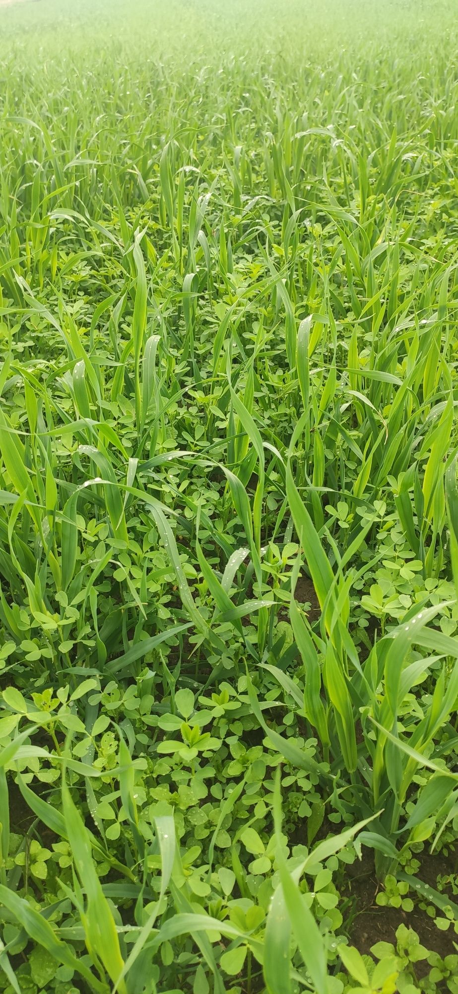 Siew lucerny, traw, podsiew łąk, lucerników, użytków zielonych
