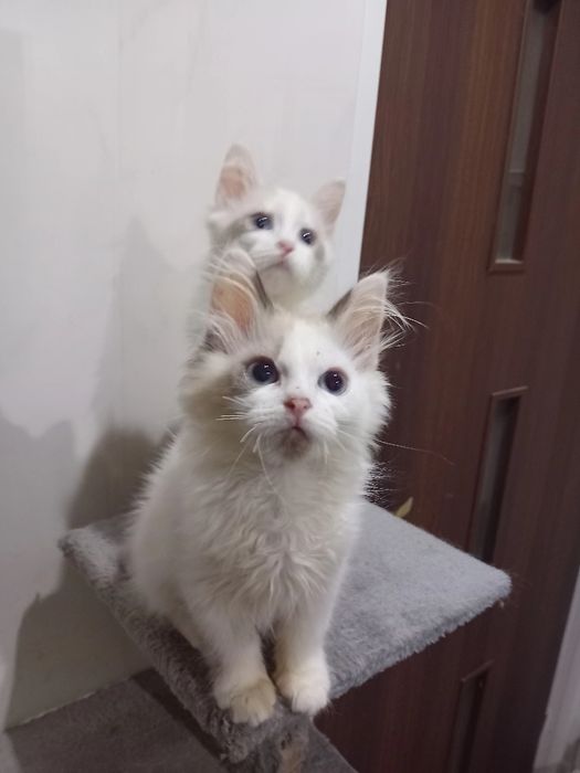 Kotka  Ragdoll kocięta