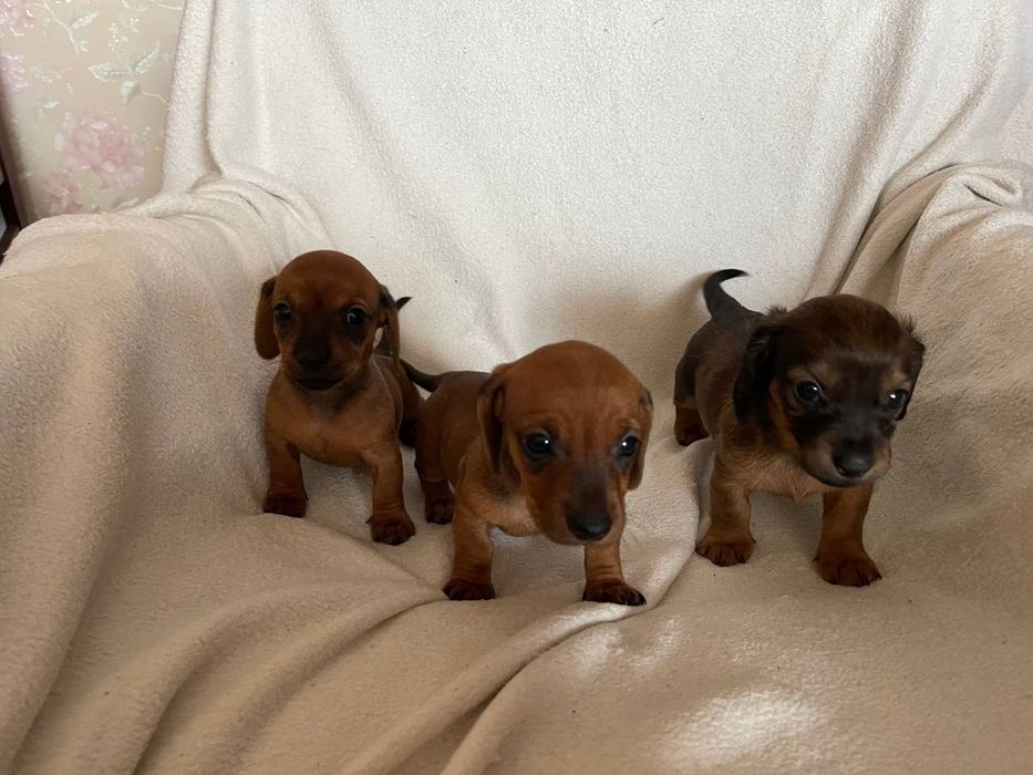 Рыженькие щенки таксы