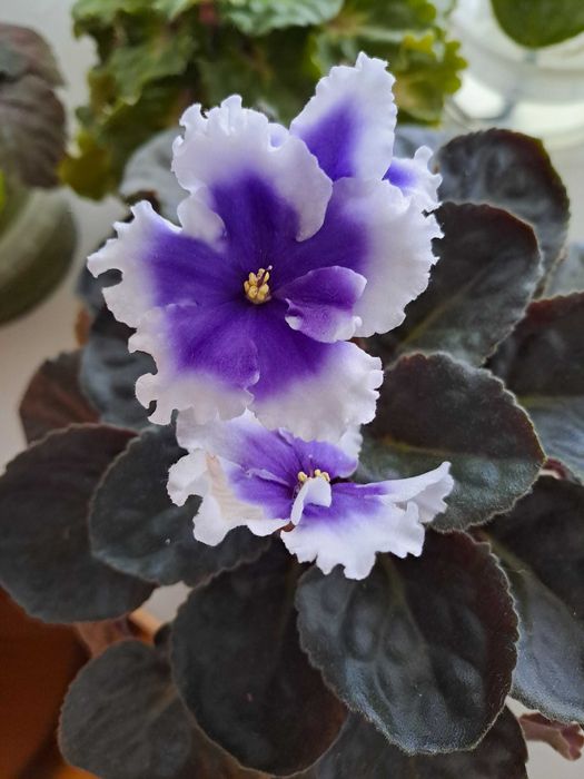 Фіалка ЛЕ-Седой граф, optimara No name, ЛЕ-Біла камелія