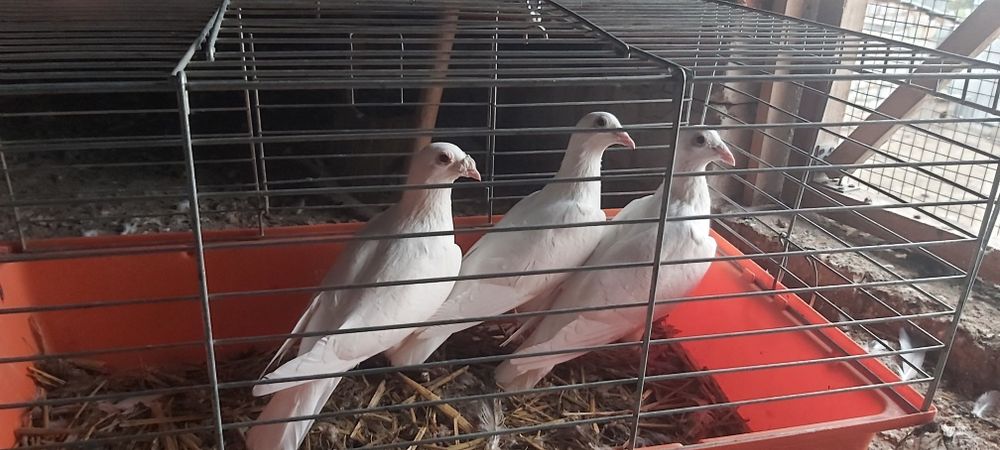 Gołębie Pocztowe Białe Delbary na ciemnym oku