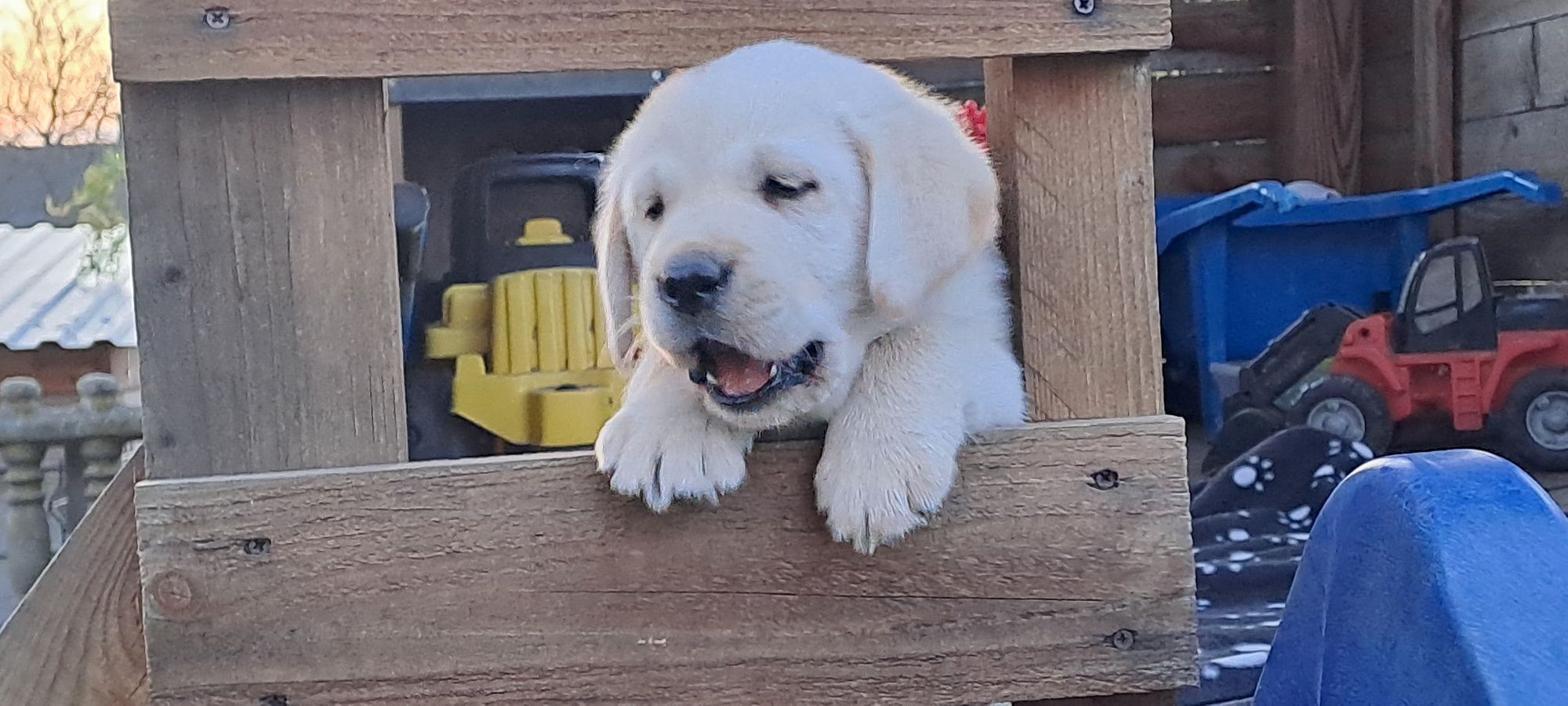 Labrador retriever