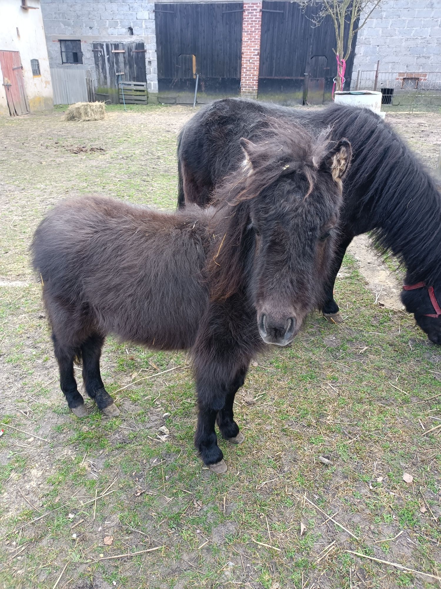 Źrebak ogierek 10 miesięcy po tarancie