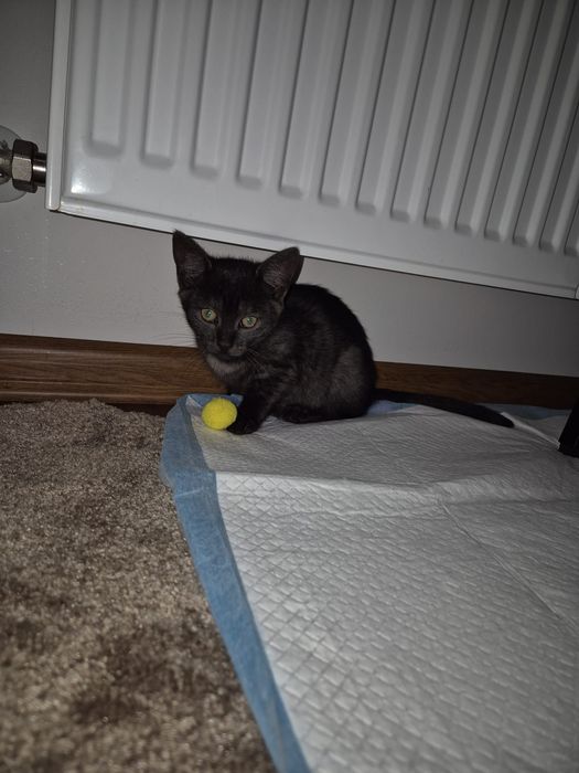 Cudne kociaki szukają domów