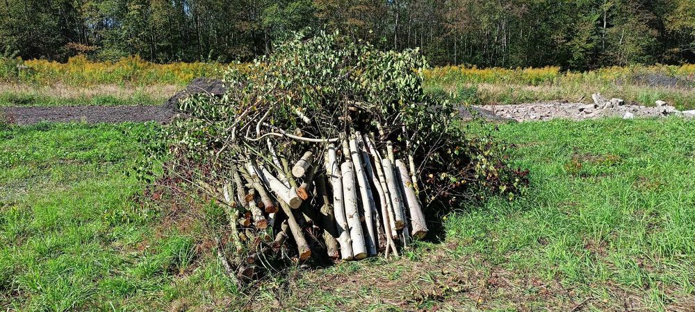 oddam drewno na opał wraz z gałęziami