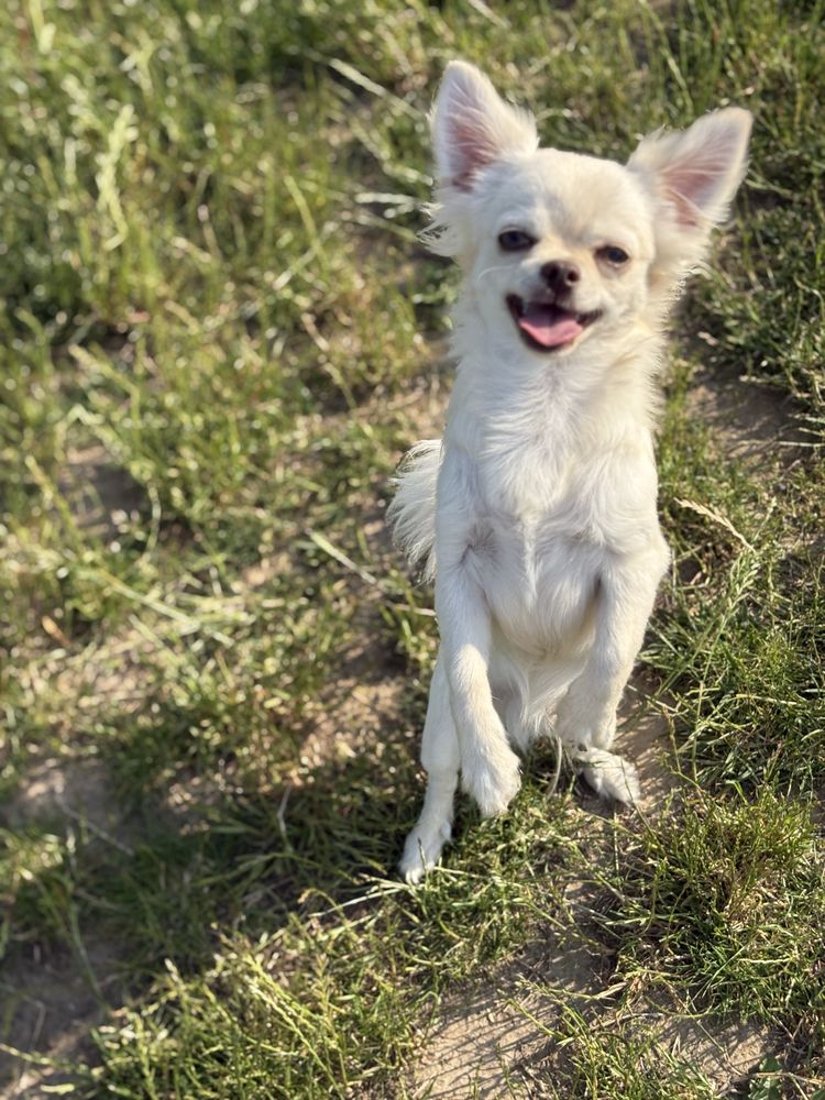 Chłopczyk chihuahua FCI