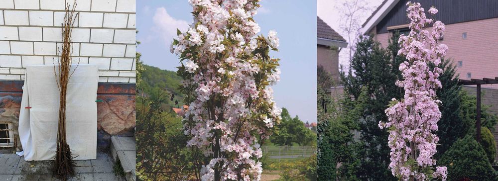 Саженцы декоративных деревьев, кустарников , Гортензія