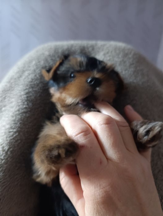 Тендітна дівчинка міні йорк