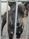 Tigra sunia suczka amstaff w typie amstaffa szuka domu