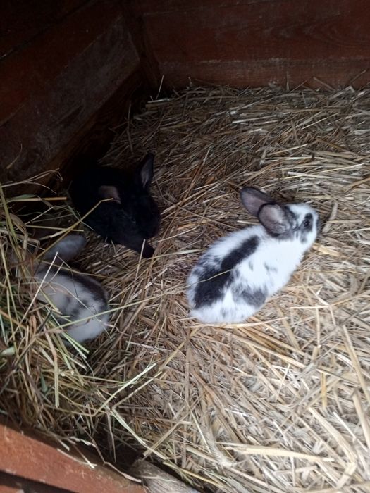 Sprzedam młode króliki