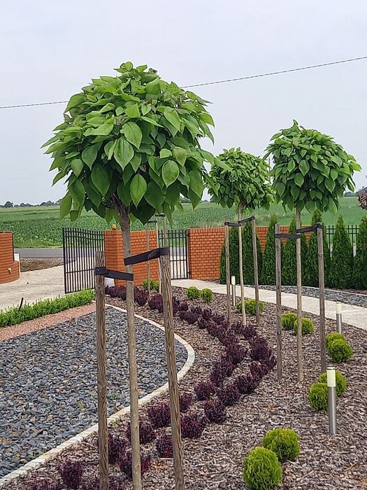 Kora sosnowa workowana .Tuja tuje szmaragd